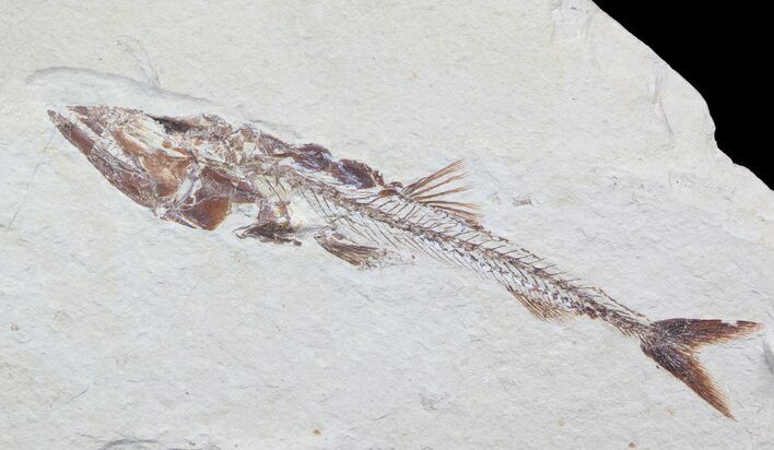 Superb Eurypholis Fossil Fish - Lebanon #36947
